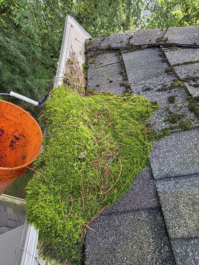 Moss mat grown over the gutter at a roof edge, Mississauga Thick moss mat with pine needles grown over the gutter at a roof edge in Mississauga, an orange bucket beside it