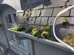 Gutter guard cleaning Mississauga: moss clumps and pine needles sitting on top of a perforated gutter guard beside an arched window, September 2026