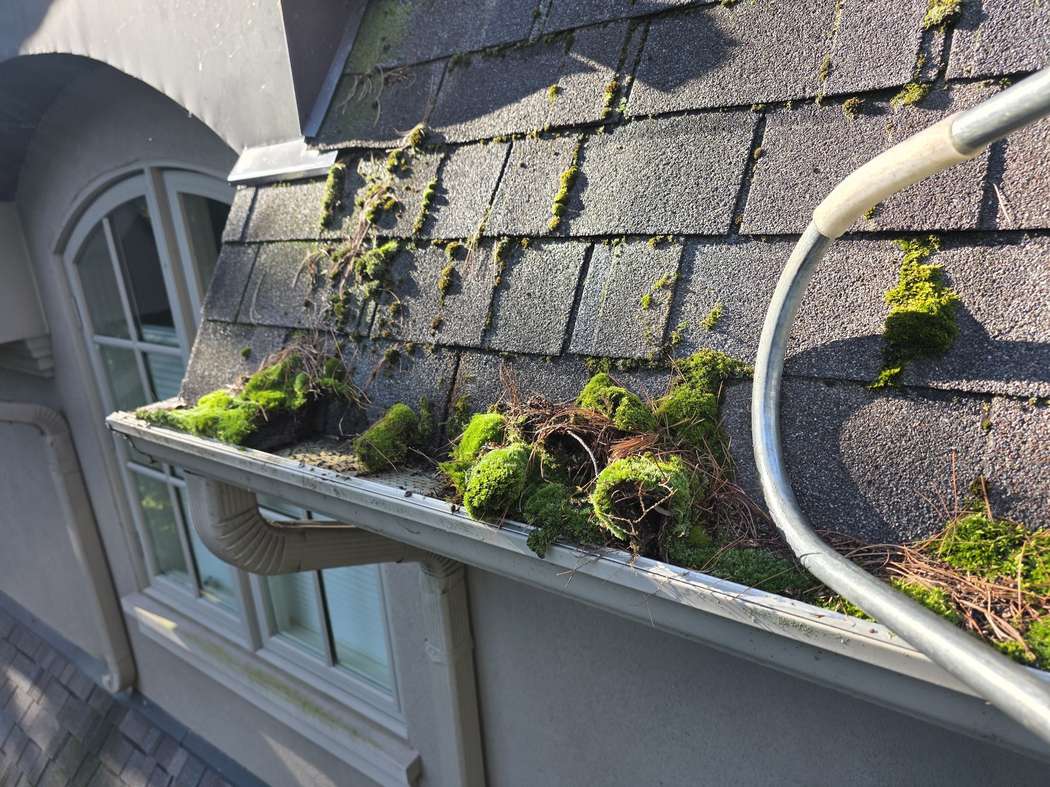 Moss on top of gutter guards, Mississauga Gutter guard cleaning Mississauga: moss clumps and pine needles sitting on top of a perforated gutter guard beside an arched window, September 2026