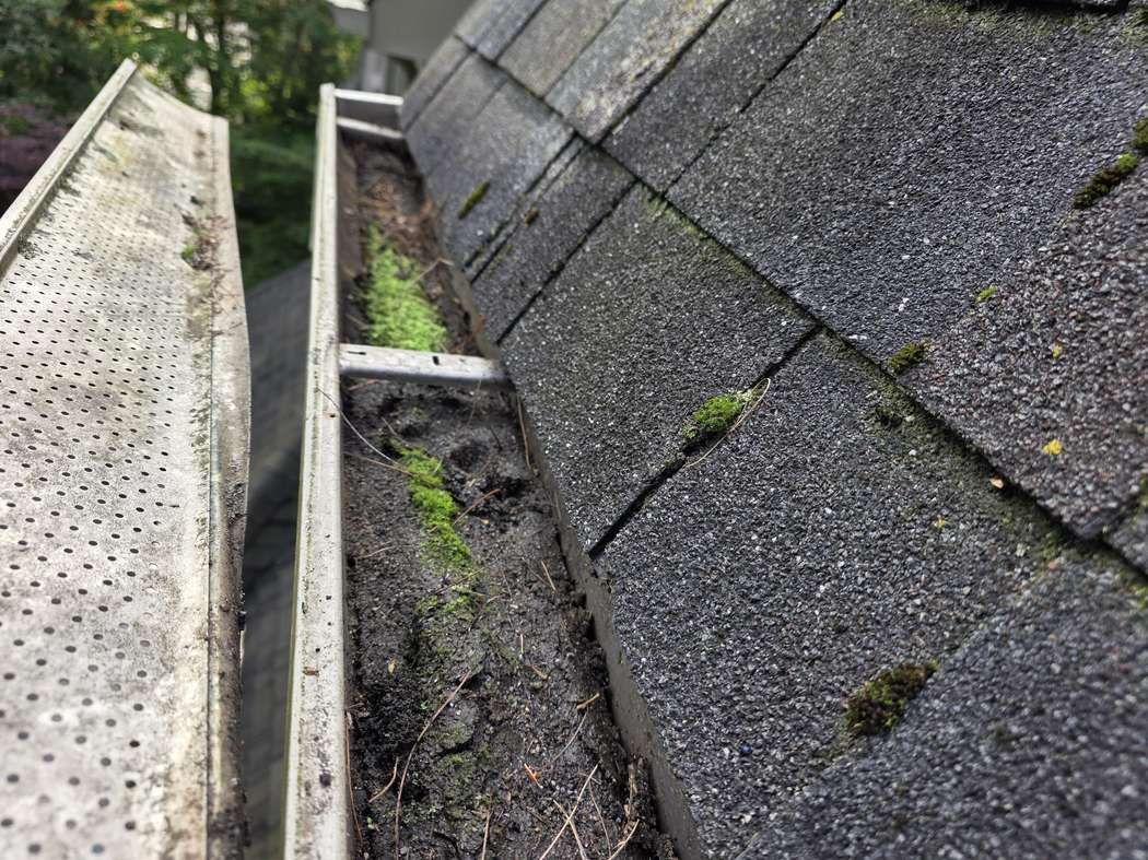 Moss and sediment under a lifted gutter guard, Mississauga Gutter guard cleaning Mississauga: a lifted guard and the trough underneath packed with dark sediment, pine needles and green moss