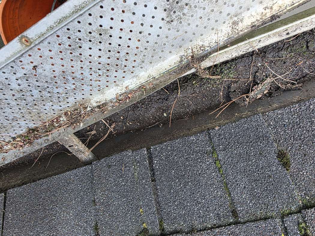 Sediment and pine needles under a lifted gutter guard, Mississauga Perforated gutter guard lifted off a Mississauga gutter, dark sediment and pine needles packed in the trough below, an orange bucket above