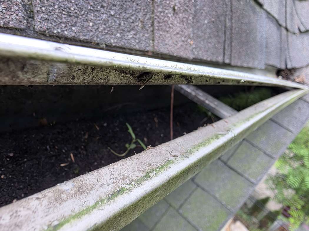 Seedling rooted in the sediment under a gutter guard, Mississauga A seedling growing out of the sediment packed in a gutter under a lifted leaf guard, Mississauga, photographed by DT Cleaning