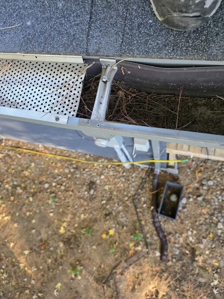 Pine needles packed under a gutter guard, Etobicoke A lower eavestrough with its white perforated gutter guard lifted, the trough packed with pine needles, Etobicoke